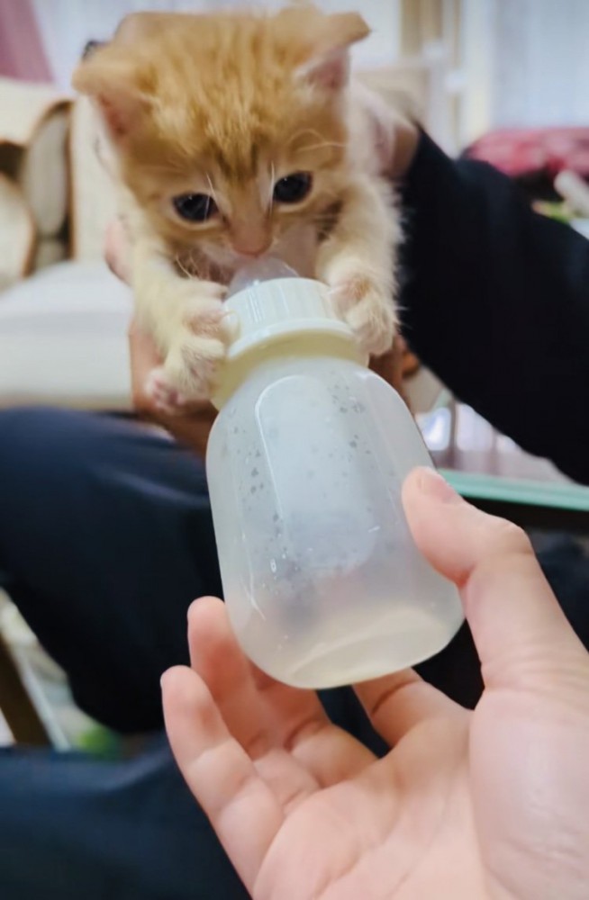 飲み終えた哺乳瓶を離さない赤ちゃん猫