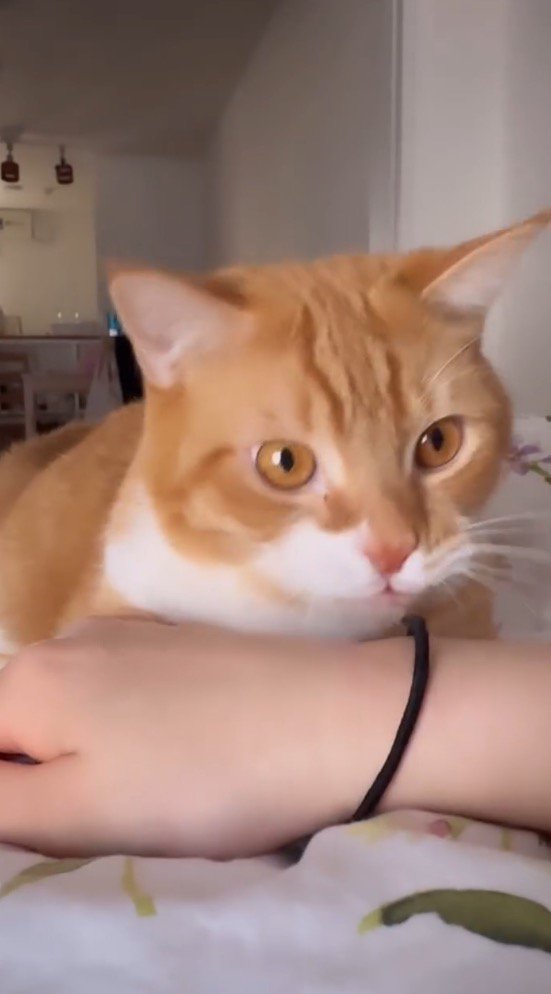 髪ゴムに弾かれた飼い主の手