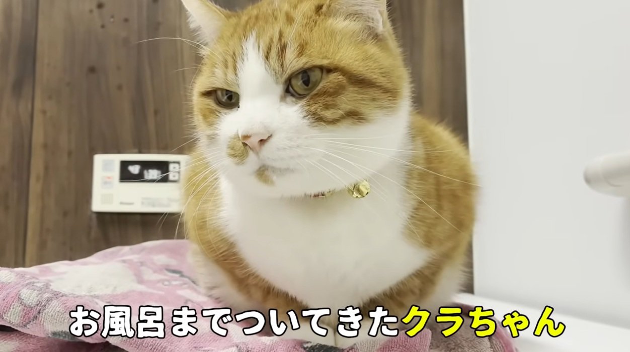 お風呂のそばに座っている猫