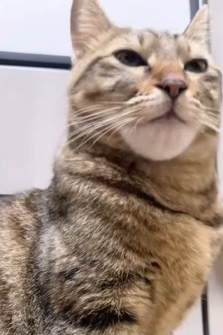 目を細める猫