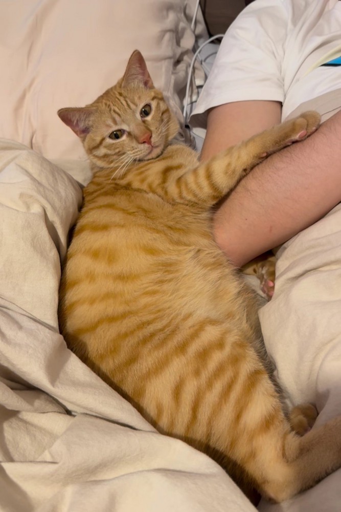 パパの腕にくっ付く猫