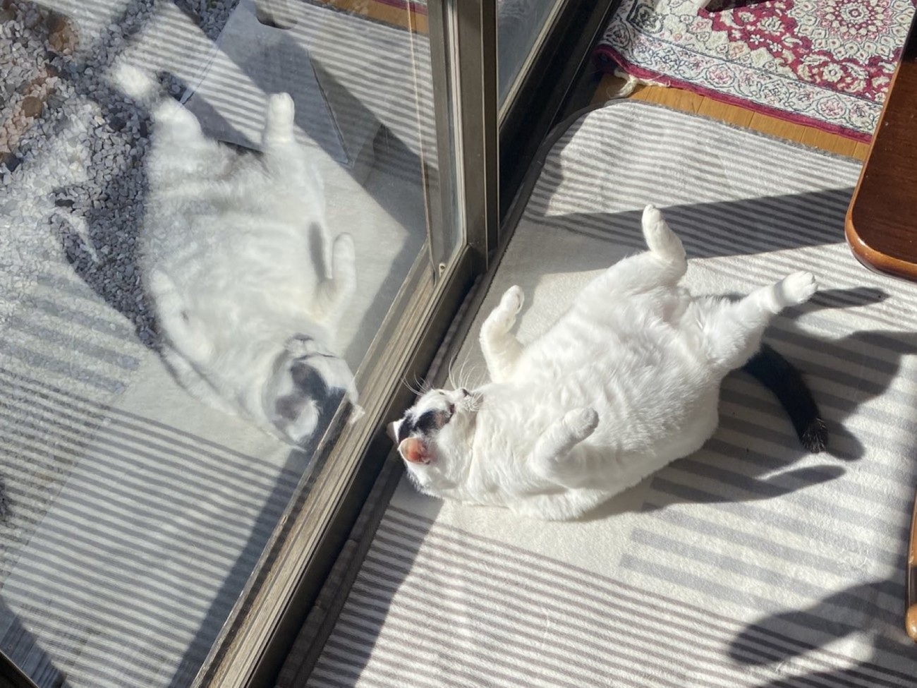 窓辺でへそ天する猫