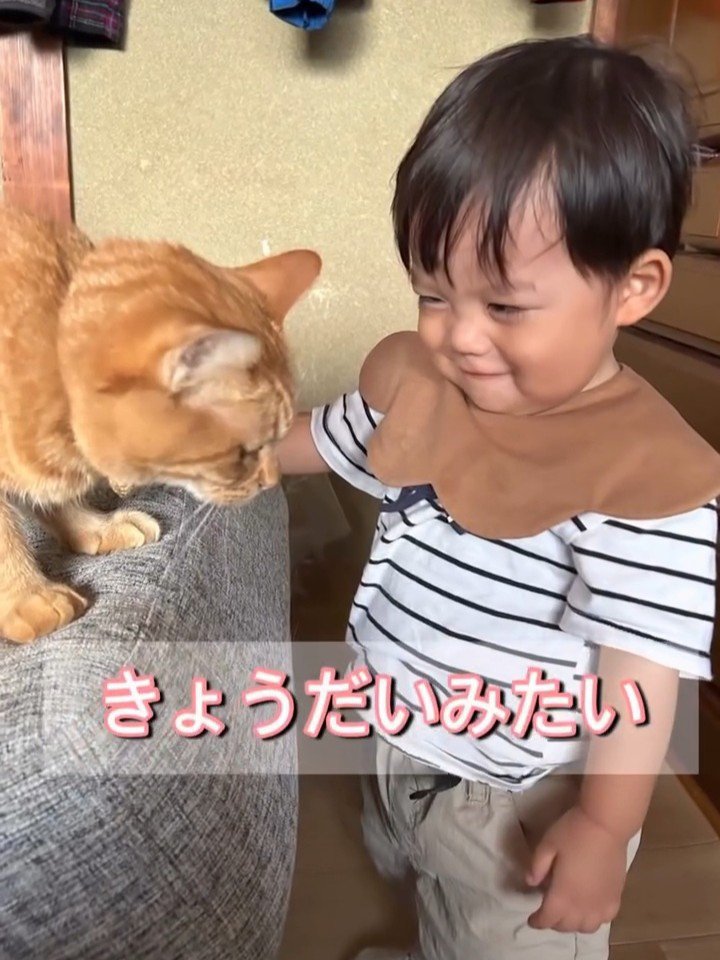 猫を見て笑顔の赤ちゃん