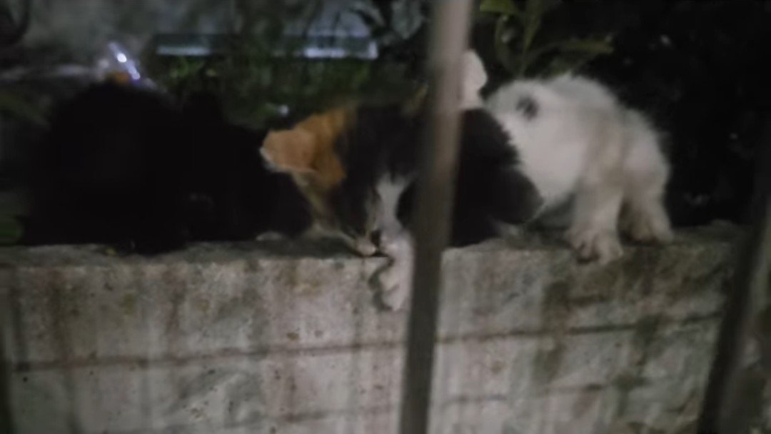 ごはんに集まる子猫たち