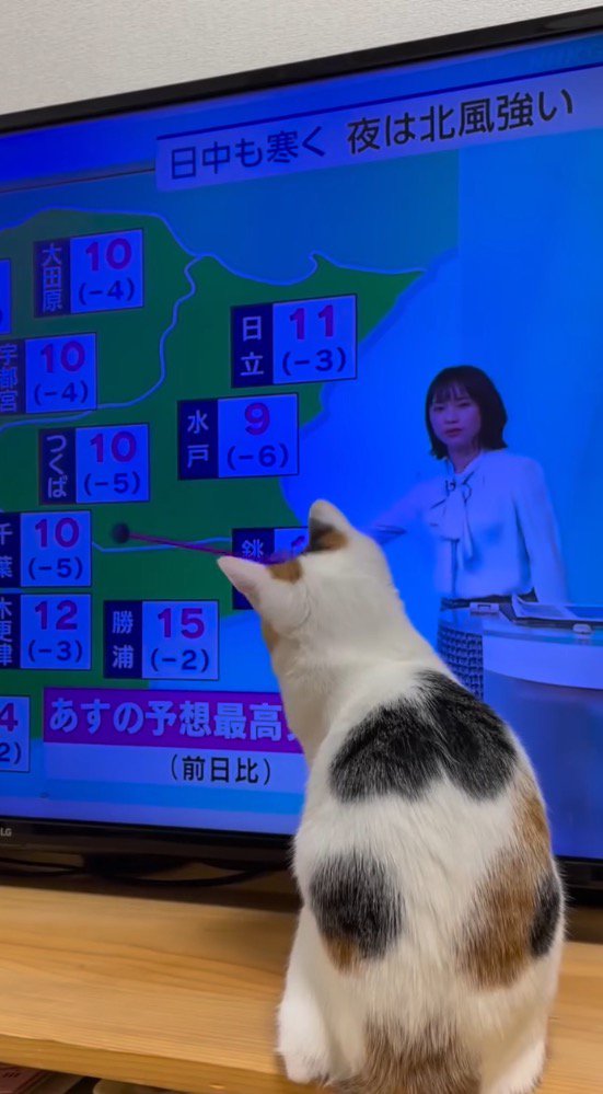 テレビを見つめる猫