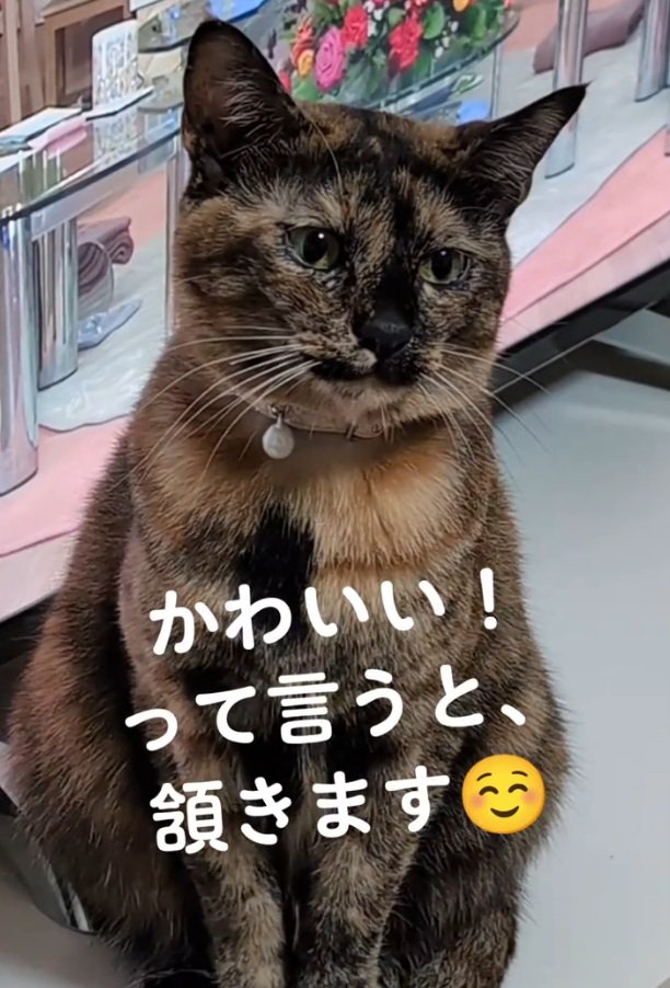 お座りする猫