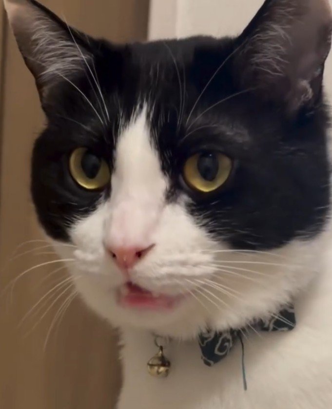 白黒猫のアップ