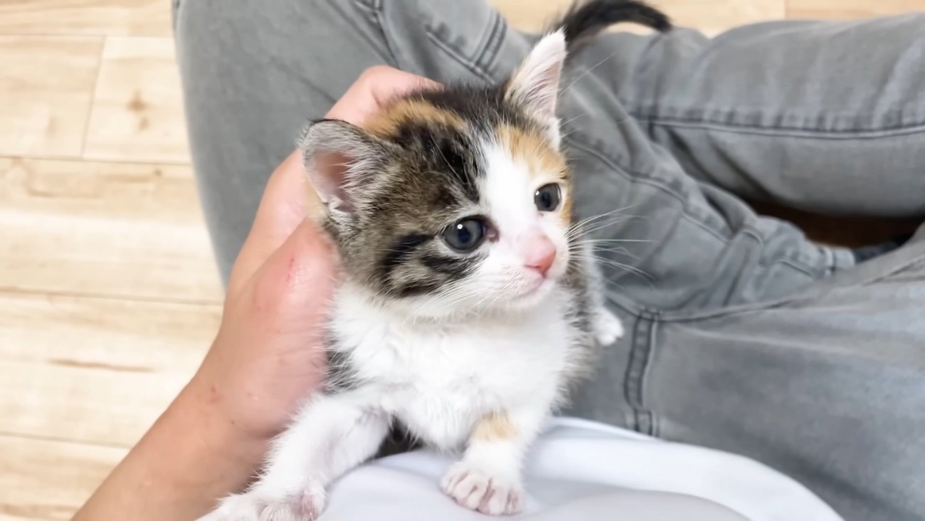 なでられる子猫