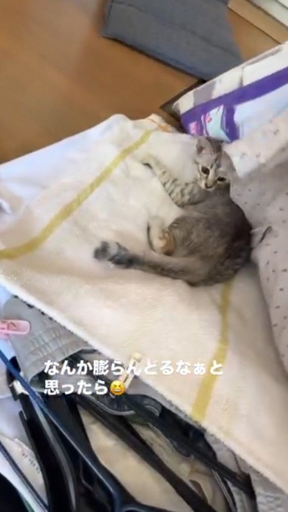 洗濯物をめくられて驚いた表情の子猫