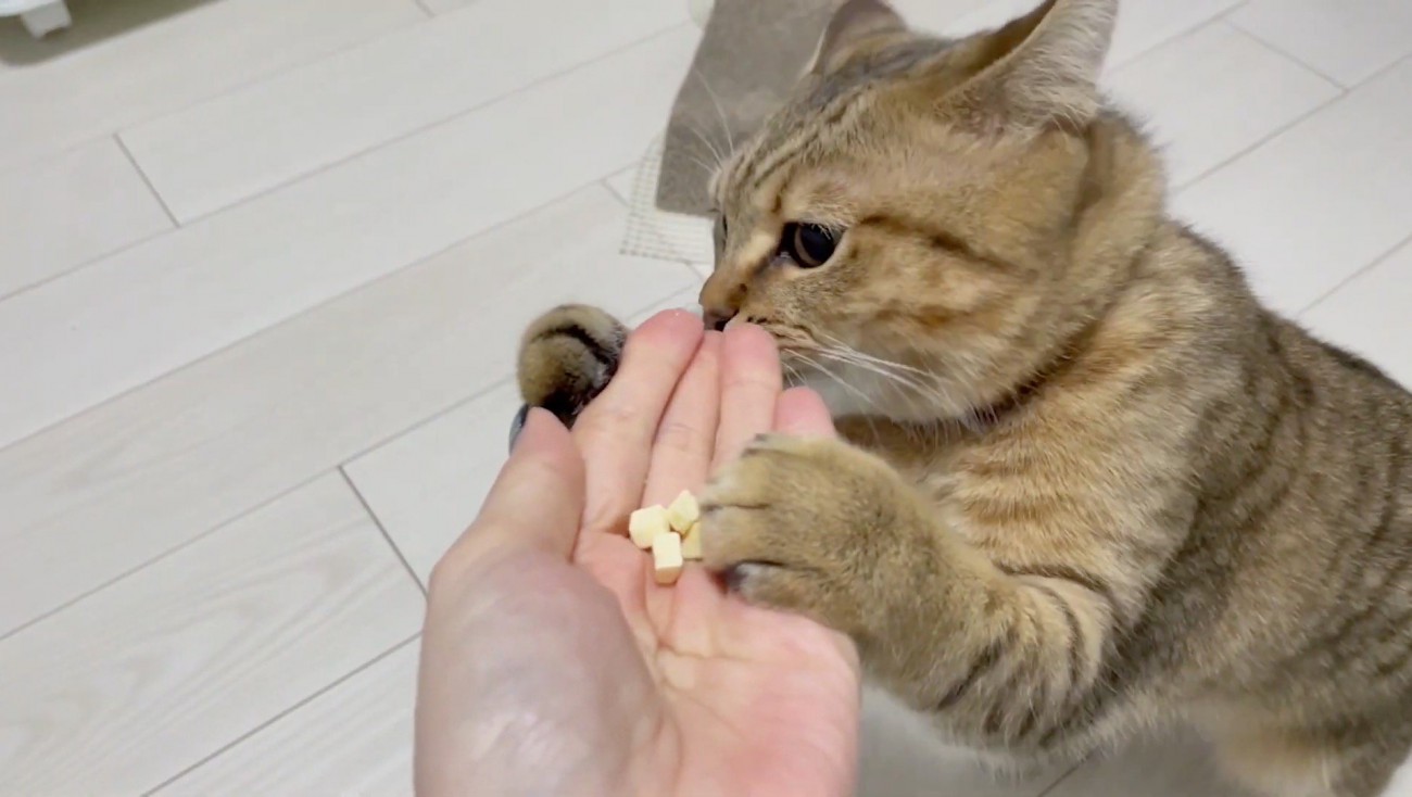 必死に匂いを嗅いでいる様子