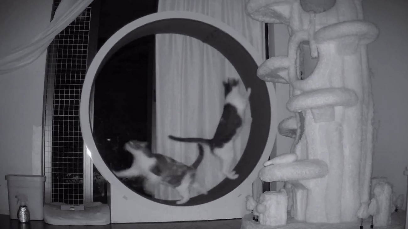 キャットホイールに乗る2匹の猫