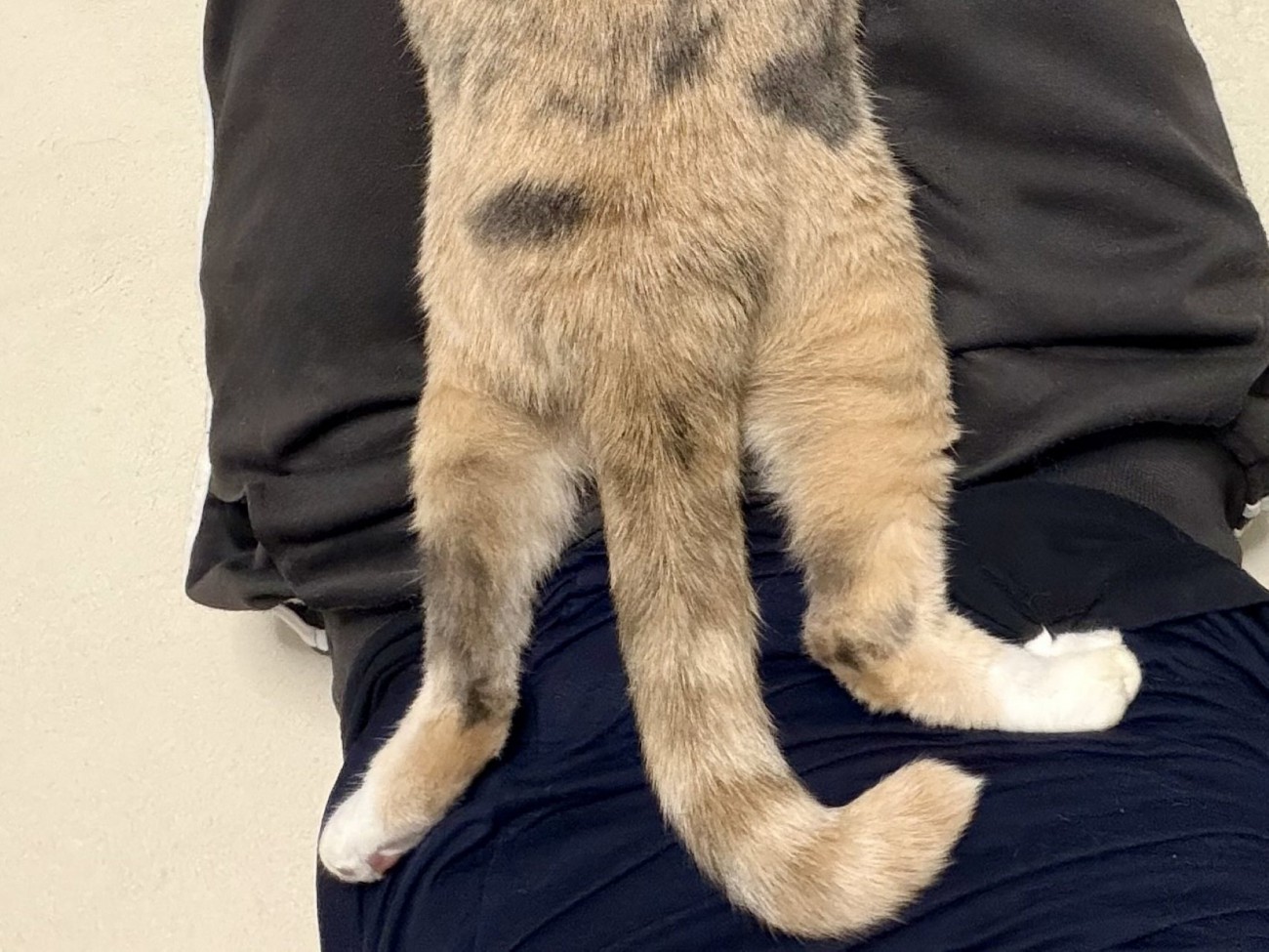 くつろいでいる三毛猫の下半身