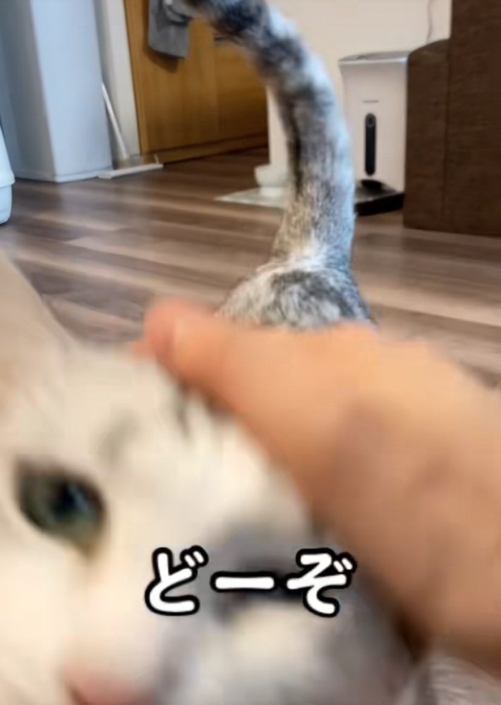 撫でさせてくれる猫