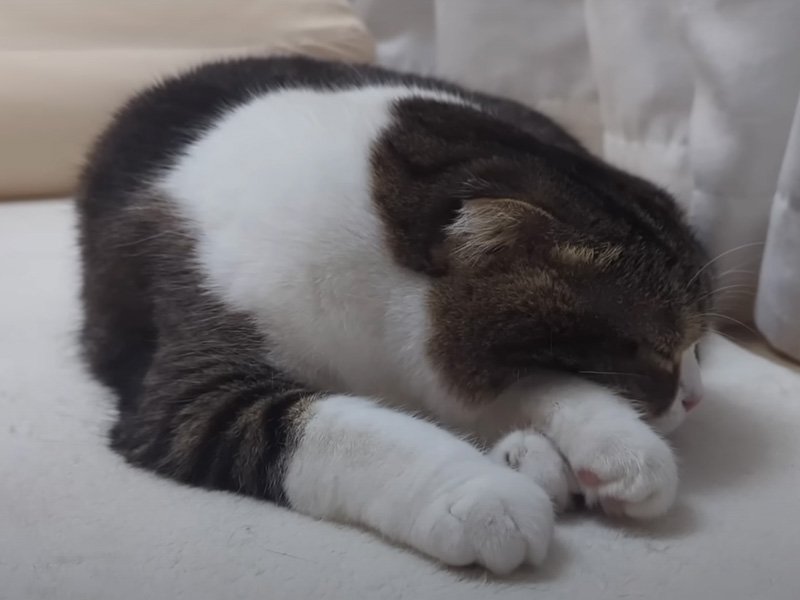 眠る猫
