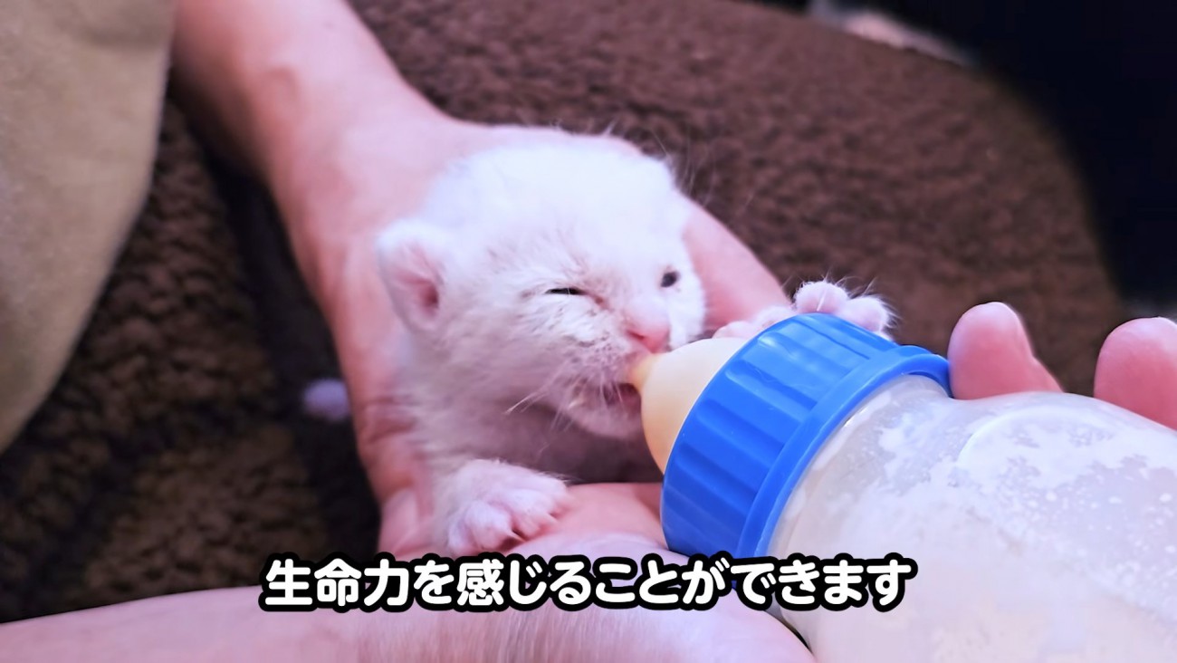 哺乳瓶でミルクを飲む子猫