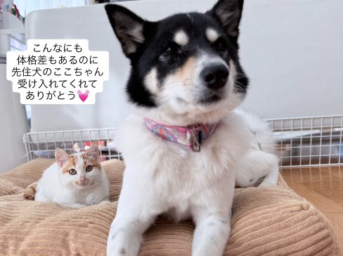 伏せをしている犬のそばで香箱座りをしている猫