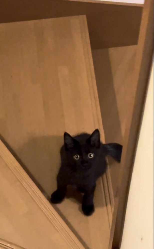 飼い主さんを上目遣いで見る子猫