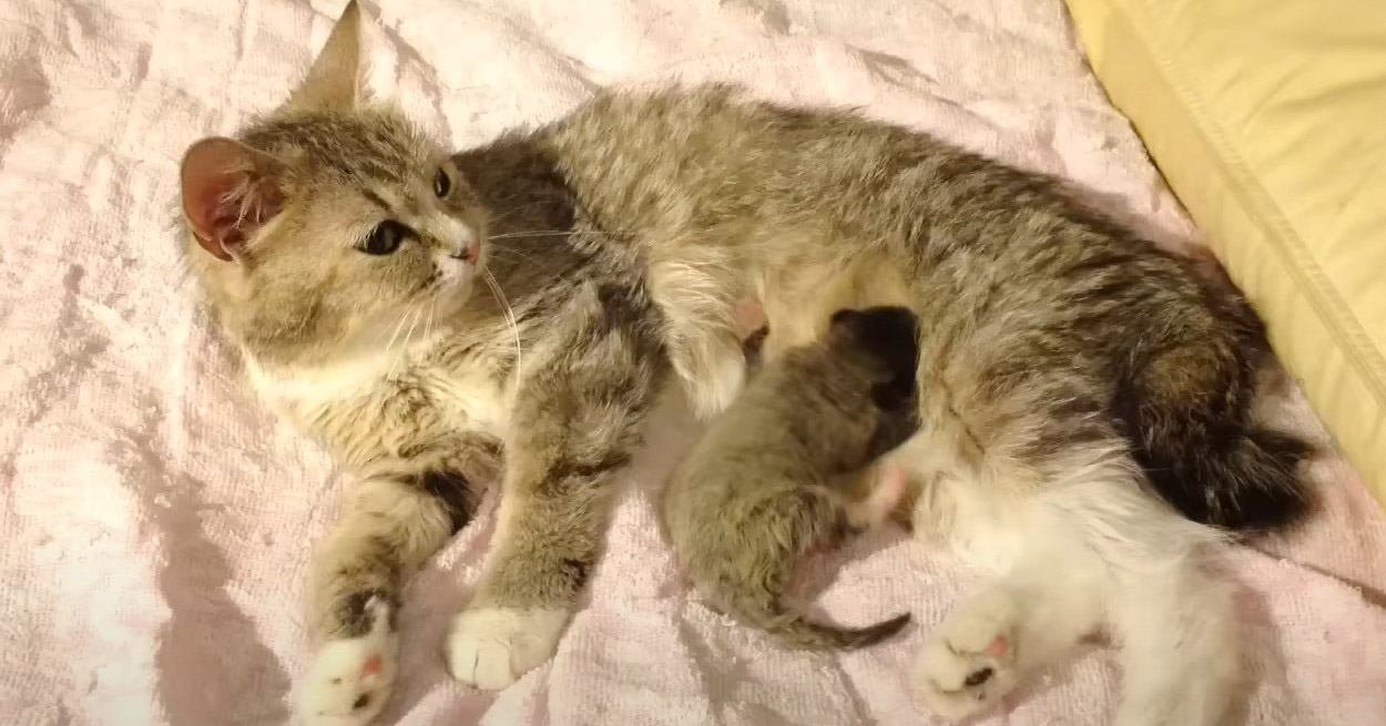 『生まれて間もない子猫にミルクを与える母猫』愛を感じる尊い光景に「美しい」「癒やされる」ほっこりする人続々 | ねこちゃんホンポ