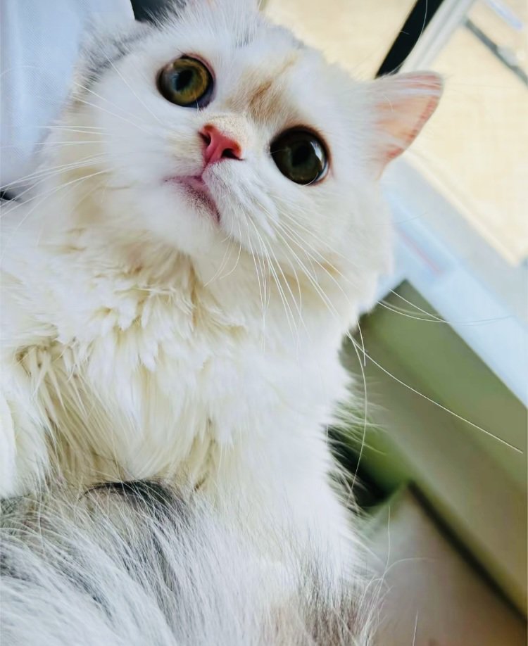 ちょこんと舌を出すミヌエット