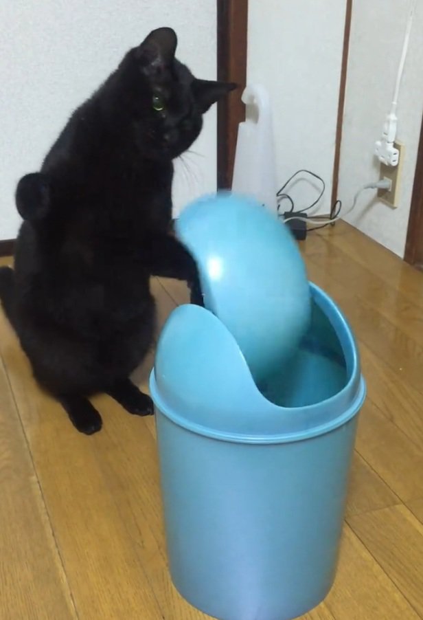 立ち上がる猫