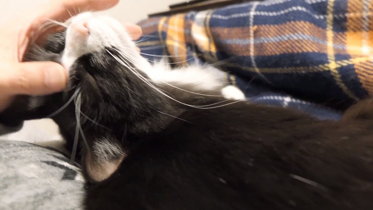手にスリスリするチコちゃん