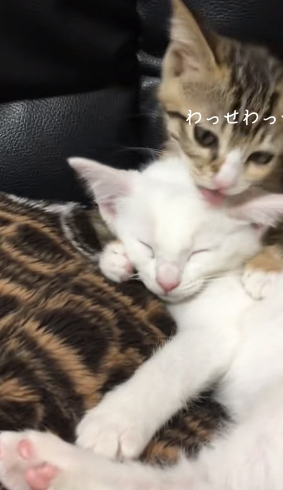 毛づくろいしている猫の写真1