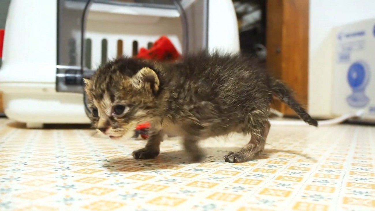 不安そうな子猫