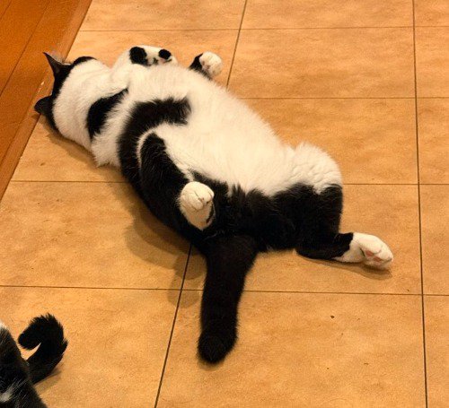 仰向けになって、足を広げながらくつろぐ白黒猫