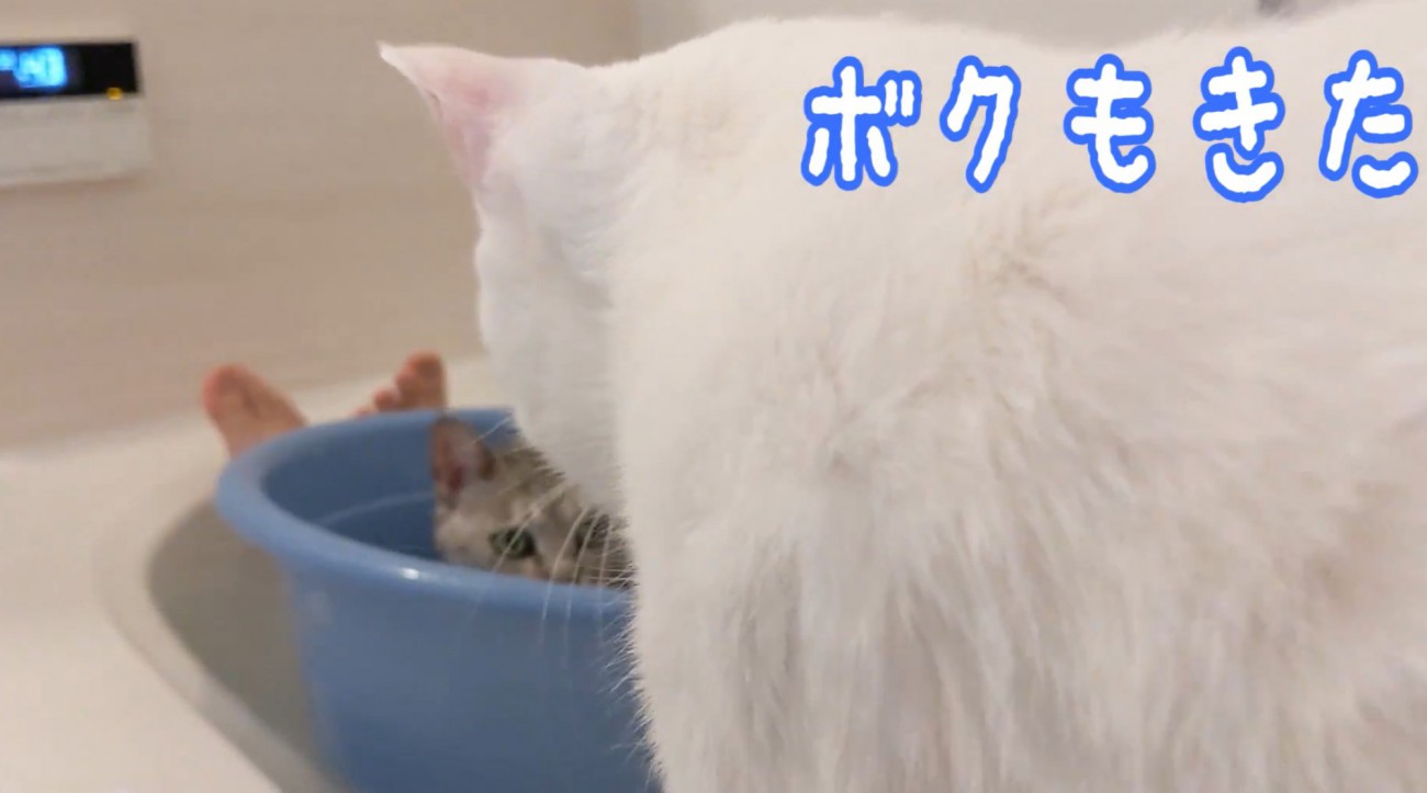 桶に入るマロちゃんの前へやってきたチロくん