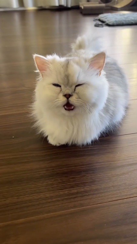 飼い主の側に座る子猫