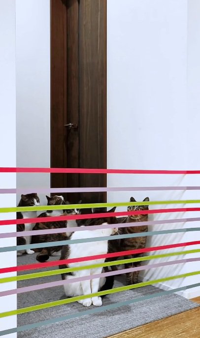 家の中に張ってあるテープを見る猫達