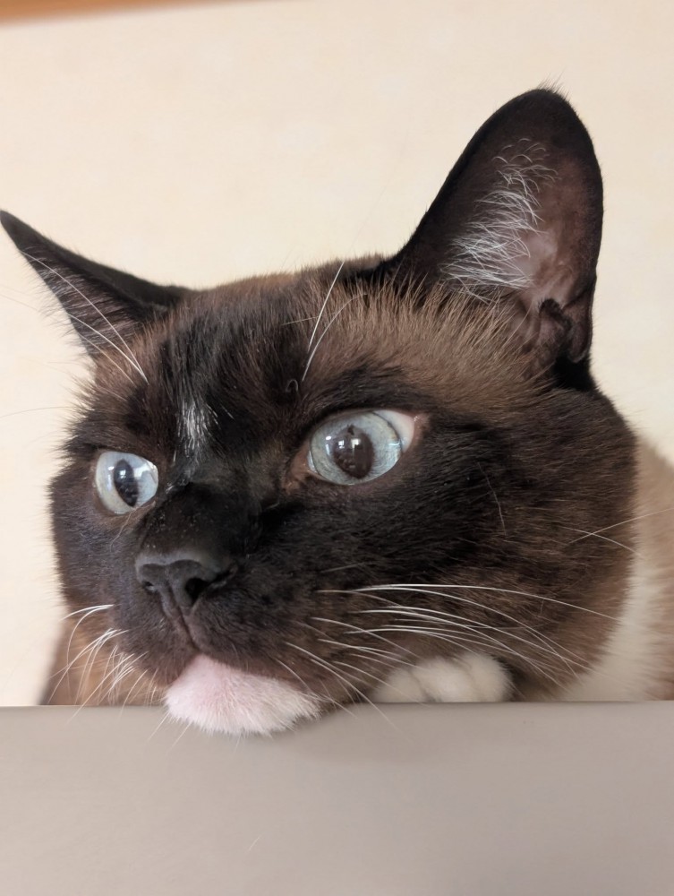 猫の顔