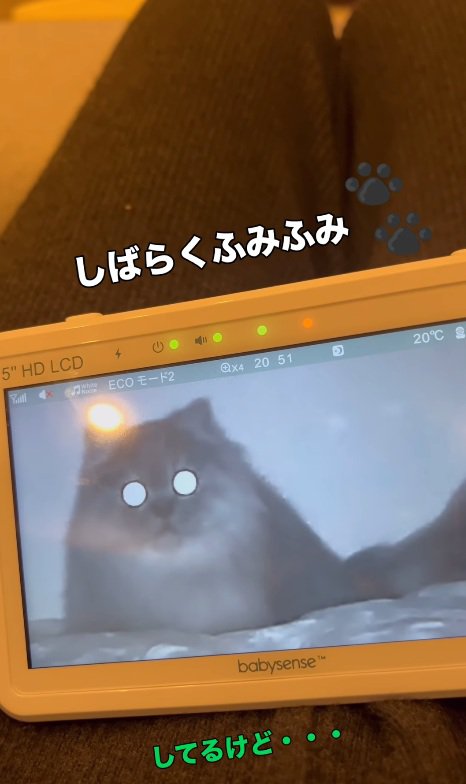 モニター目線の猫