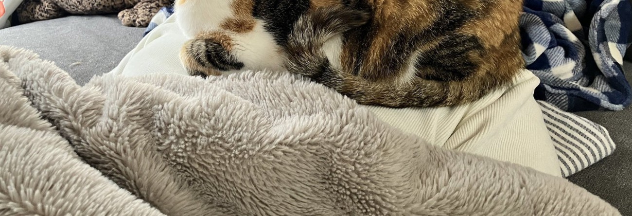 猫に座られているご主人