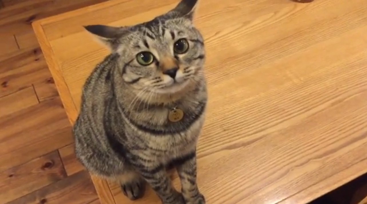 飼い主を見ている猫