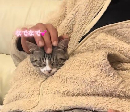 なでられて気持ちよさそうな猫