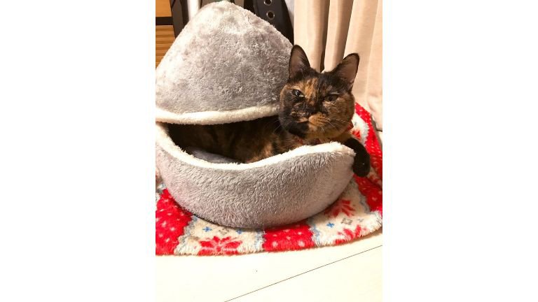猫ベッドにいる猫