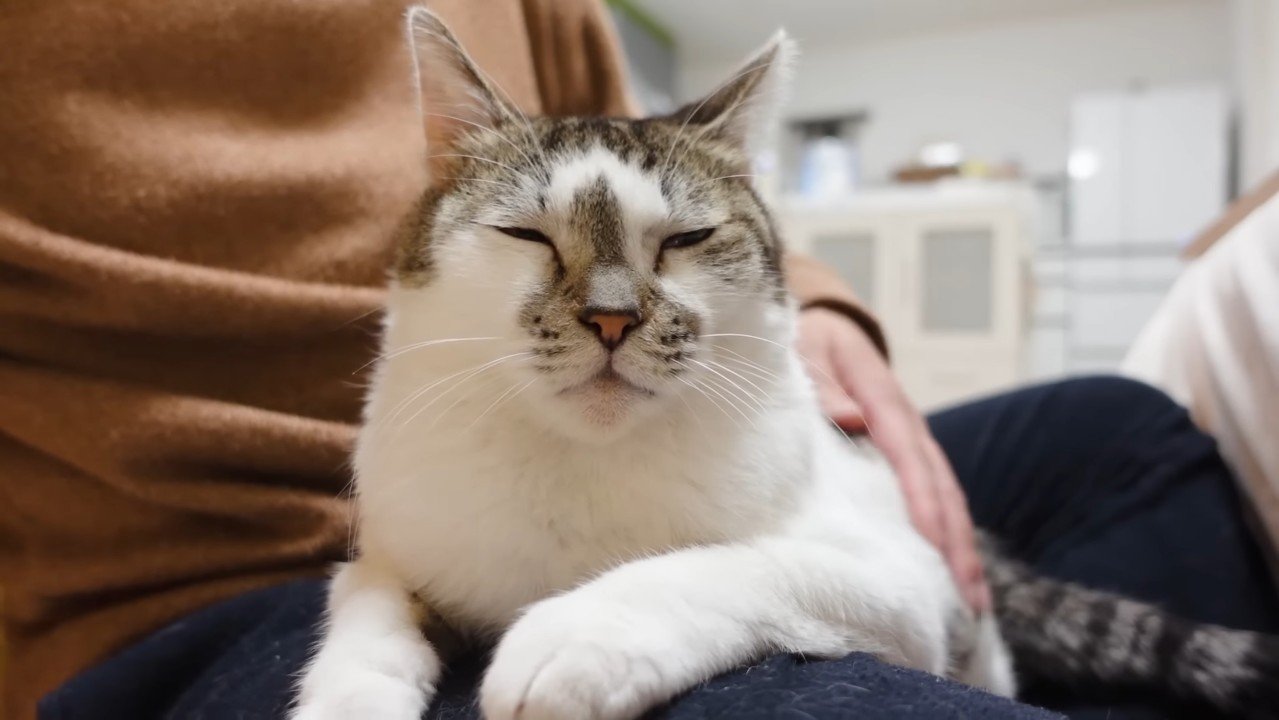 目を細めるささみくん