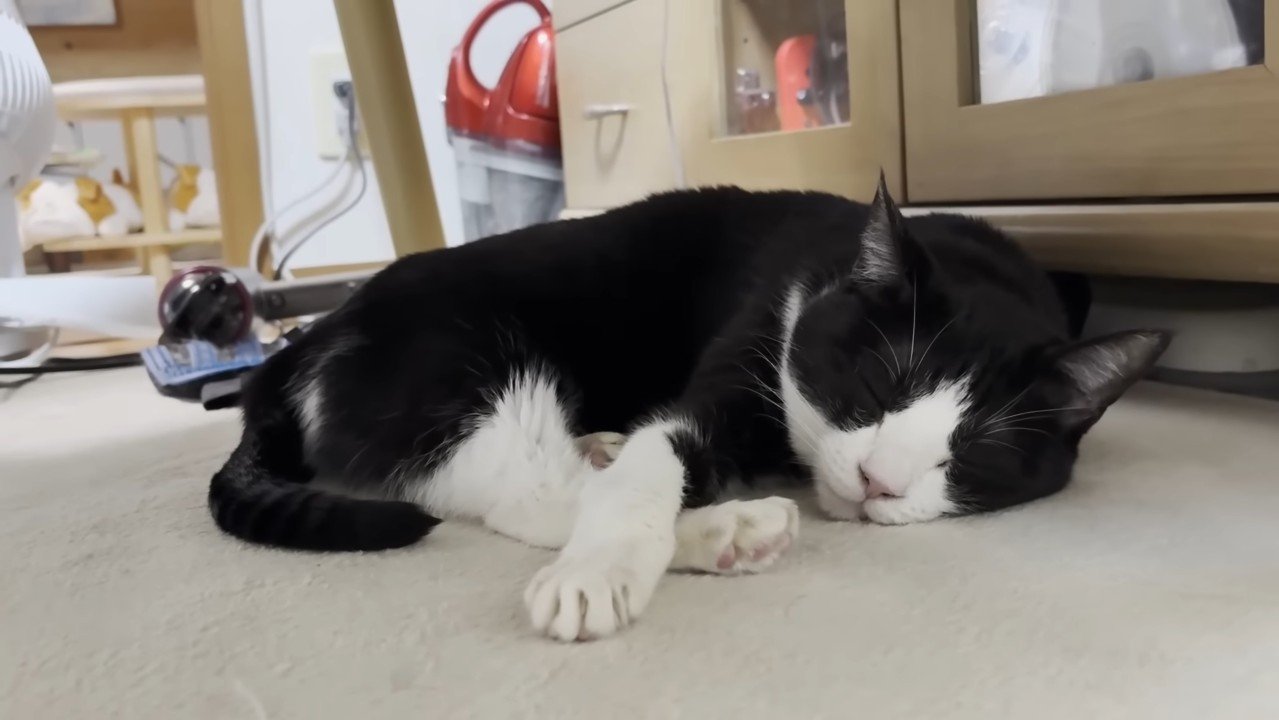 ひまわりちゃんのアップ