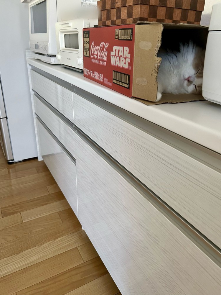 棚の上に置かれた段ボールの中にいる猫