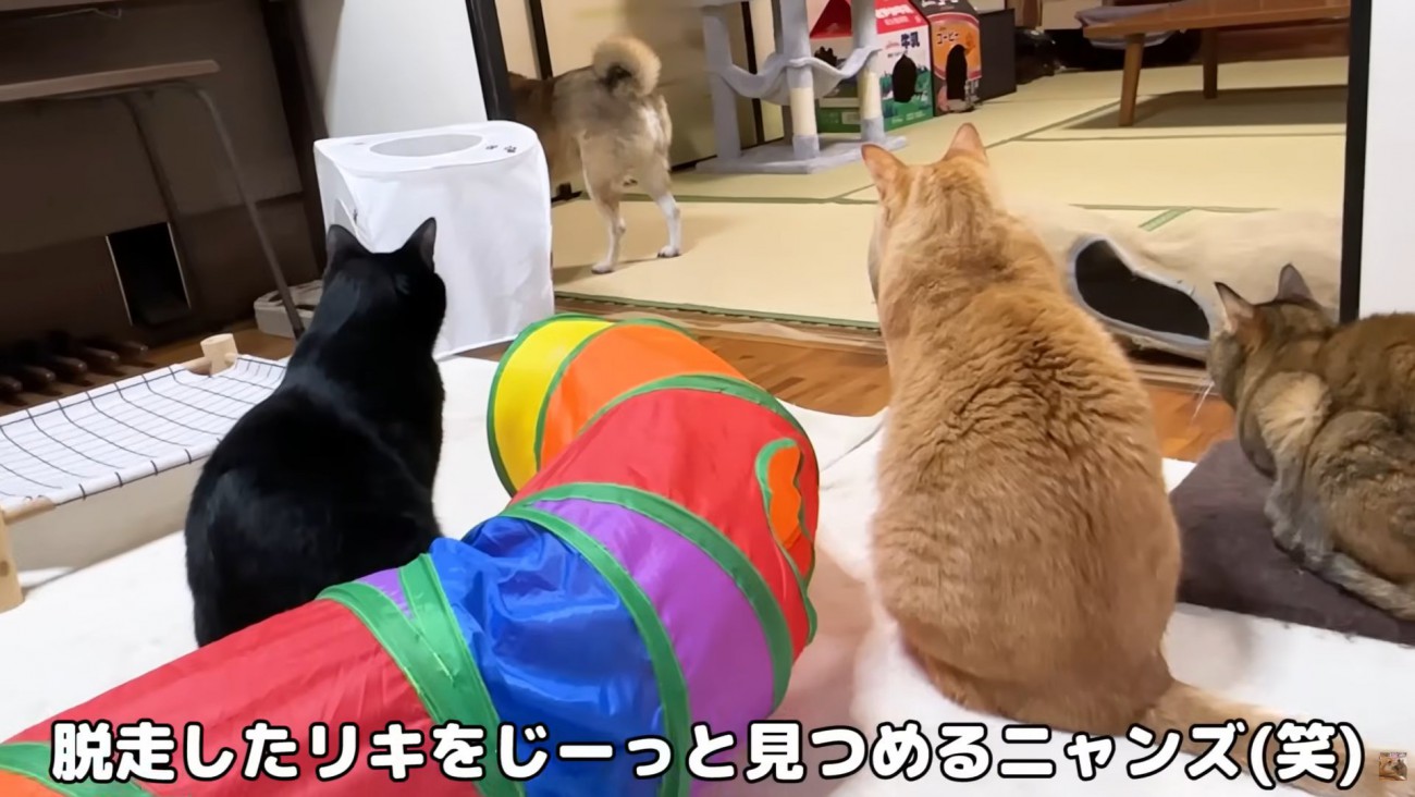 テロップ「脱走したリキを～」