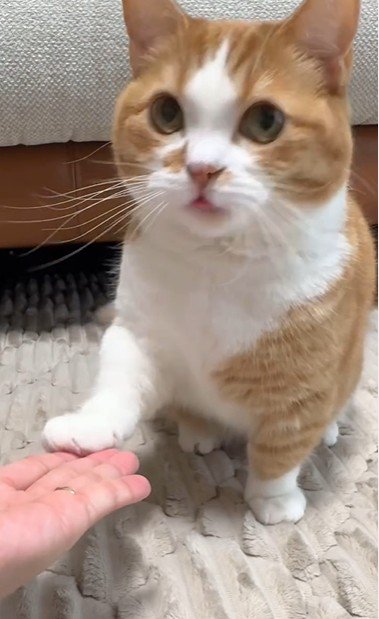 お手をしている猫