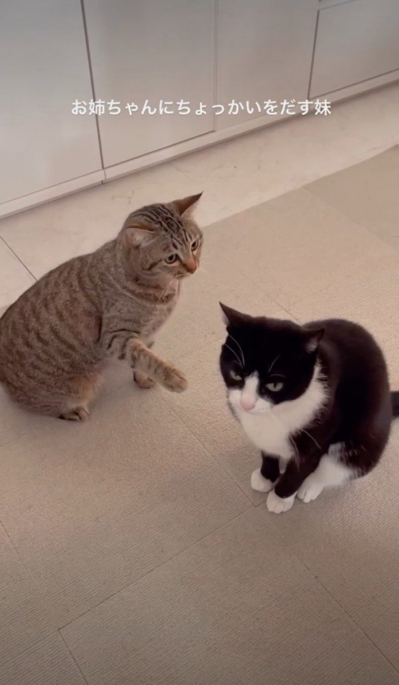 黒白に手を伸ばすキジ猫