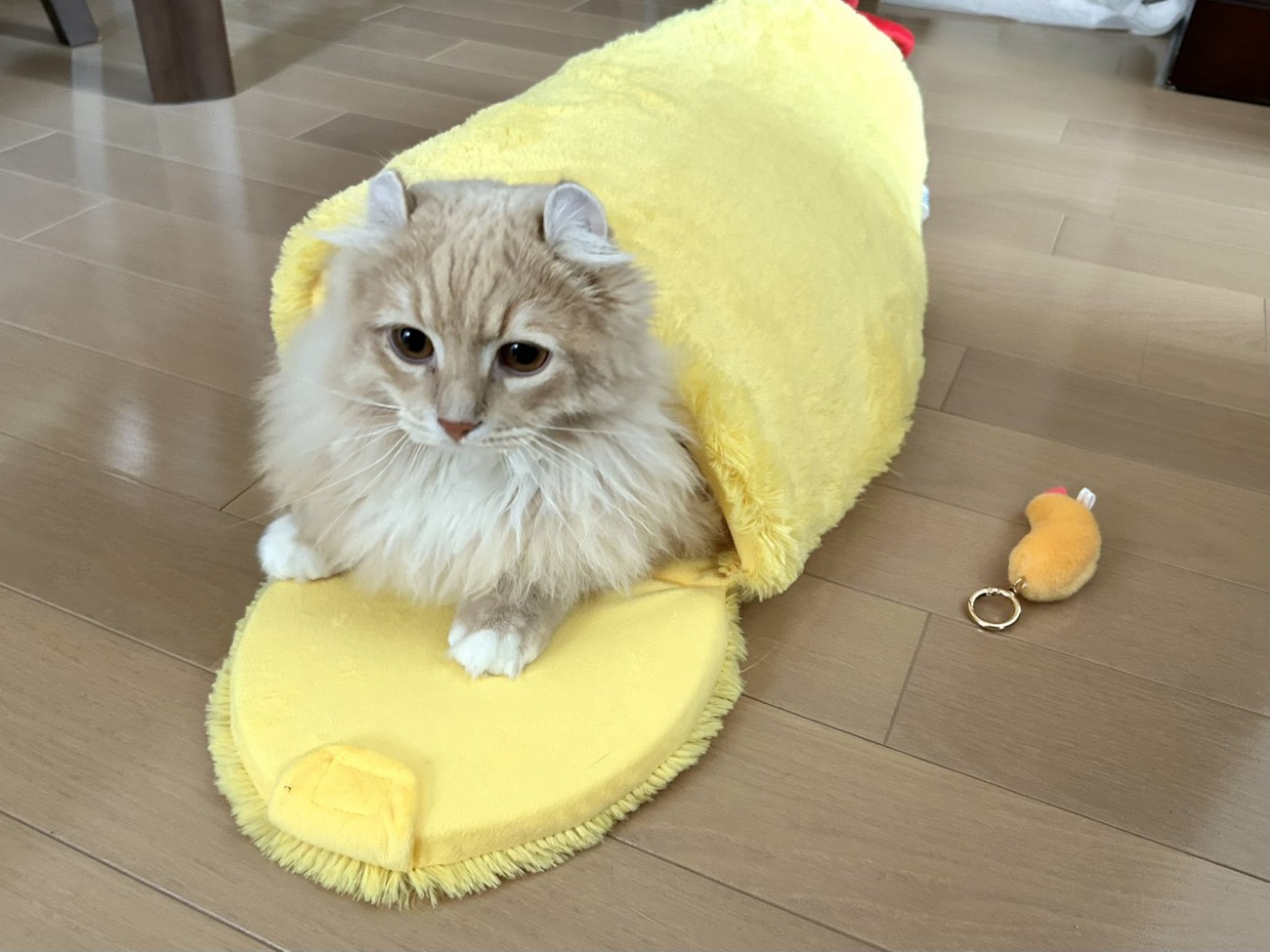 エビフライの中でくつろぐ猫