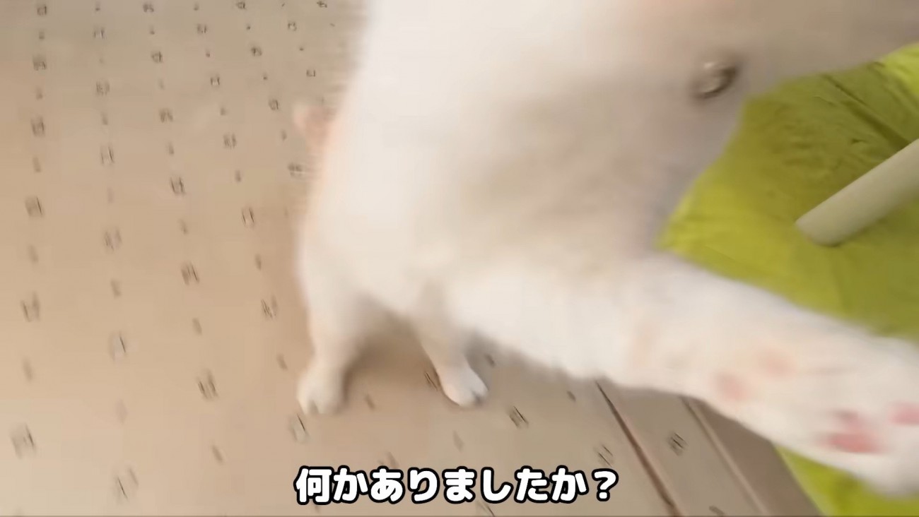 飼い主さんに猫パンチする猫さん