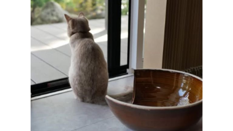 室内にいる猫