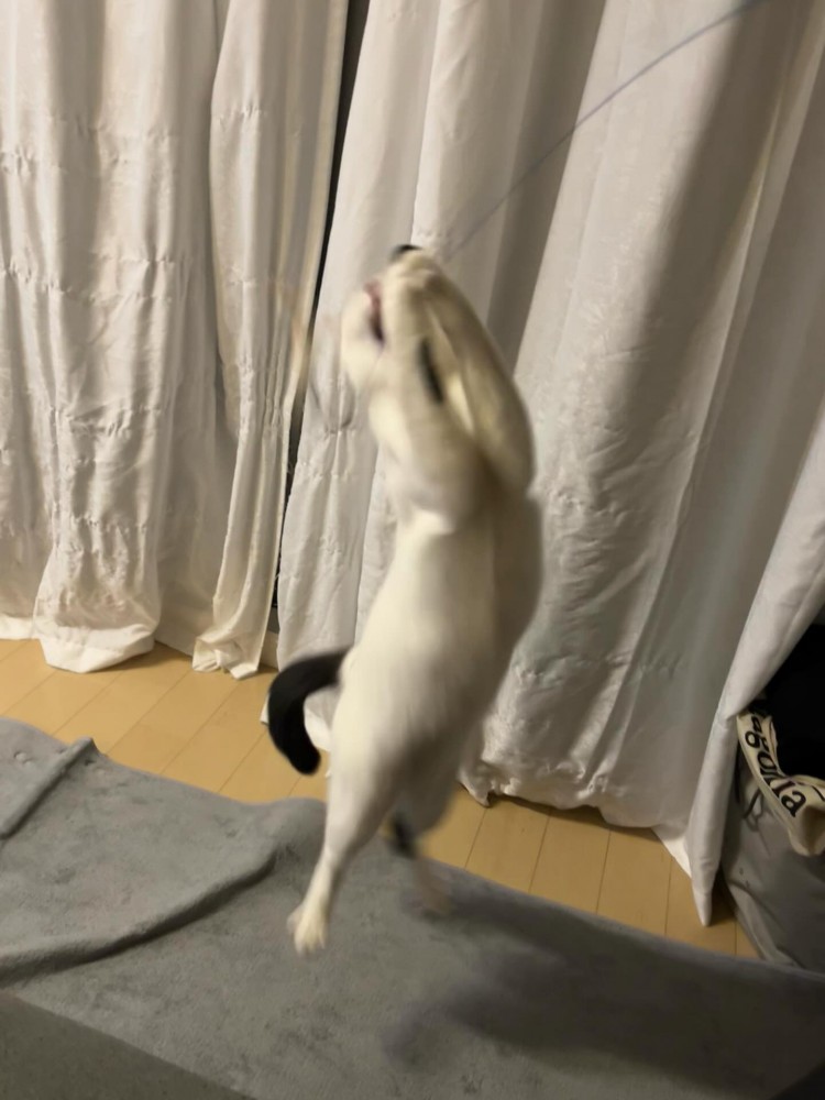 ジャンプする猫