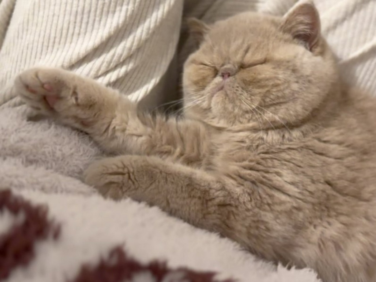 飼い主の膝の上で寝転ぶ子猫