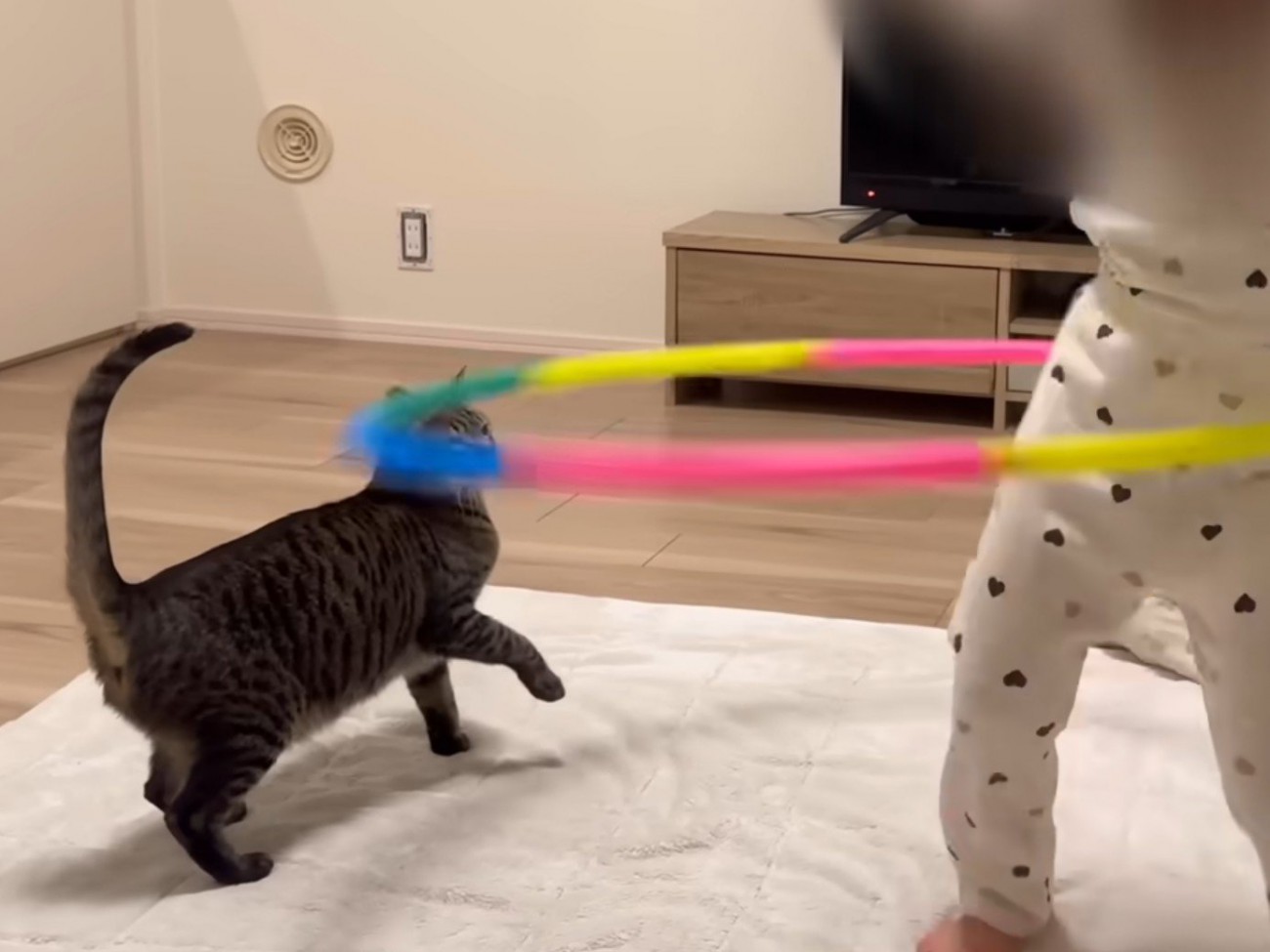 猫の目の前でフラフープを回し始める娘