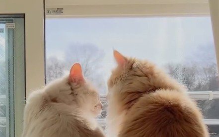 先輩猫に顔を近づける後輩猫